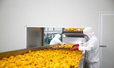 芒果保鲜与加工技术双管齐下